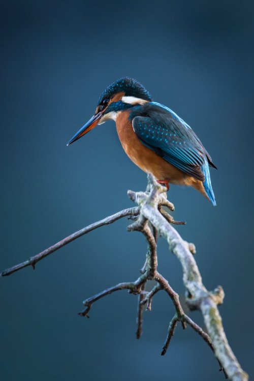 Common Kingfisher