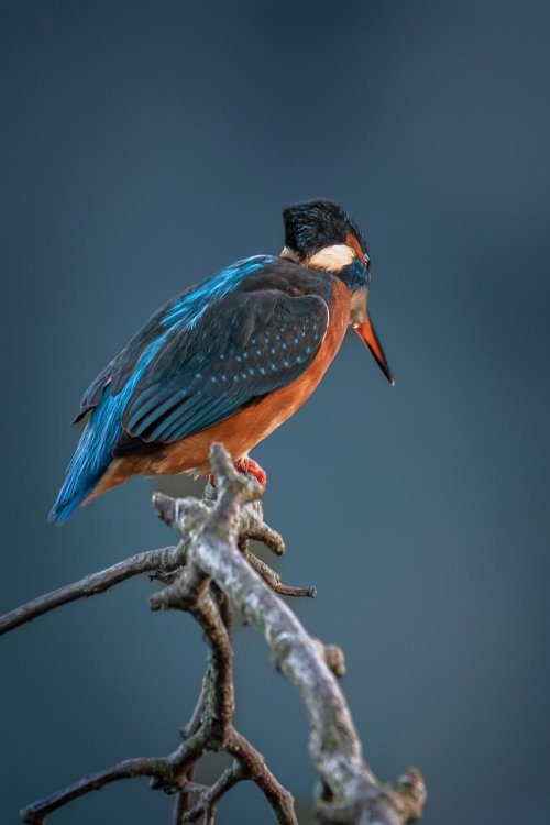 Common Kingfisher