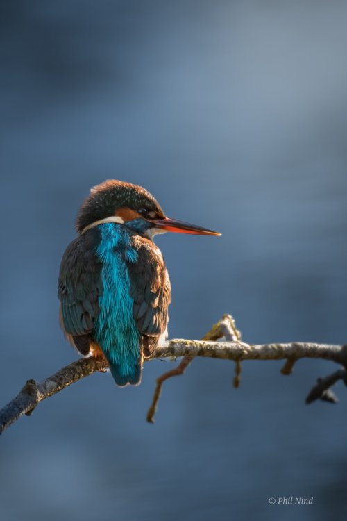 Common Kingfisher