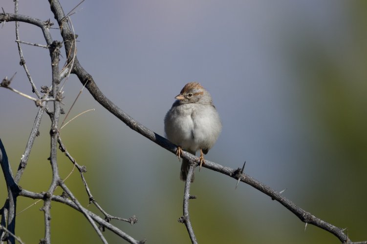 Rufous-winged Sparrow or Desert Puffball?