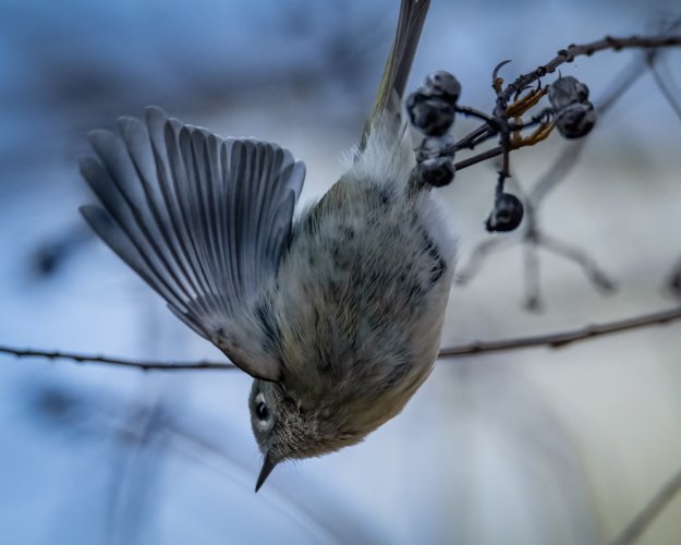 Ruby crowned kinglet taking off