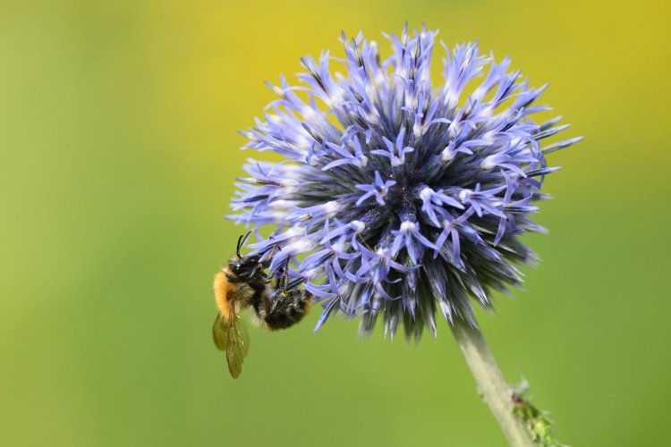 Bumblebee, snapshot with 500PF