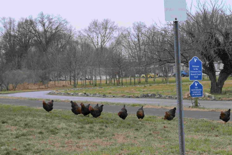 Why did the free-range chickens cross the road?