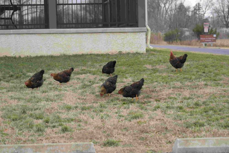 Why did the free-range chickens cross the road?