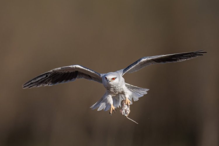 Black wing kite and its prey