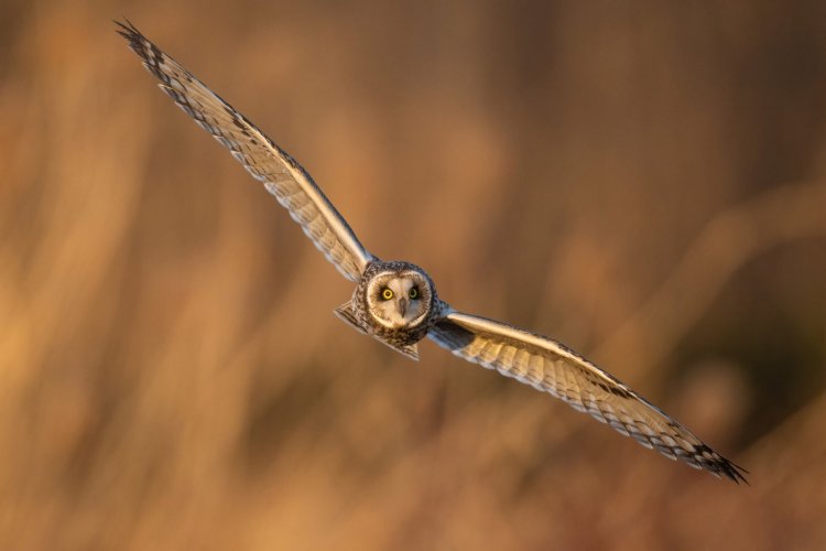 Birds in Flight -- Share your BIF Images