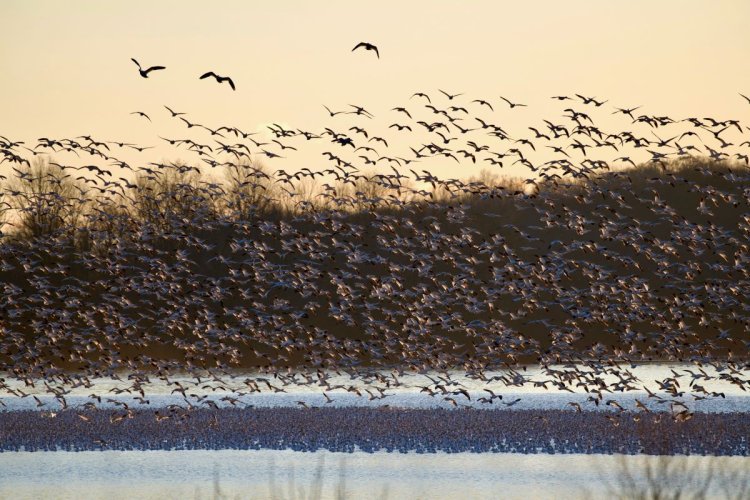 Snow Goose Migration (Middle Creek Wildlife Management Area, PA, USA)