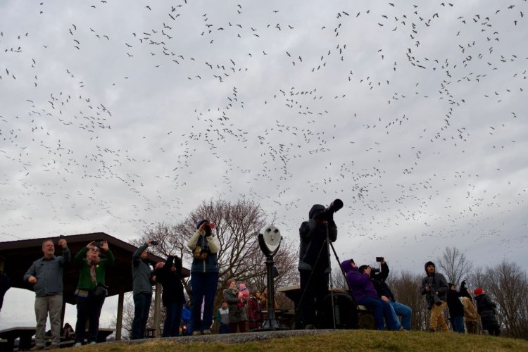 Snow Goose Migration (Middle Creek Wildlife Management Area, PA, USA)