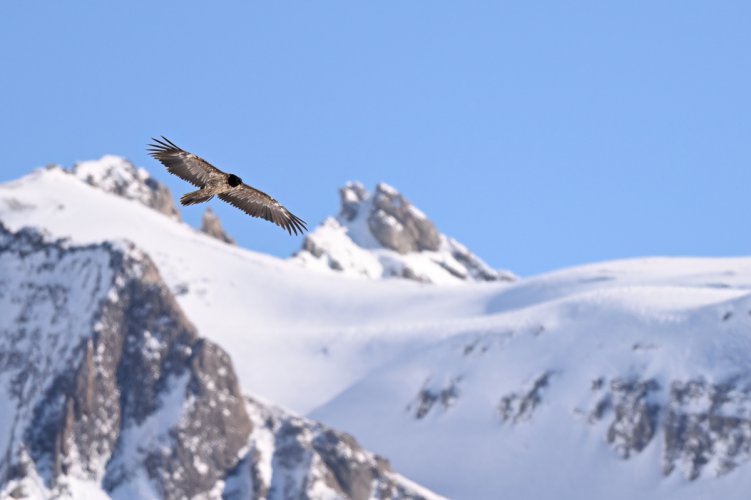 Bearded Vulture in Switzerland
