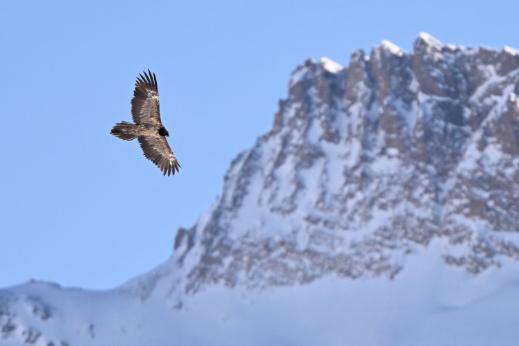 Bearded Vulture in Switzerland