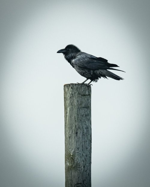 Common Raven on a favorite predator post!
