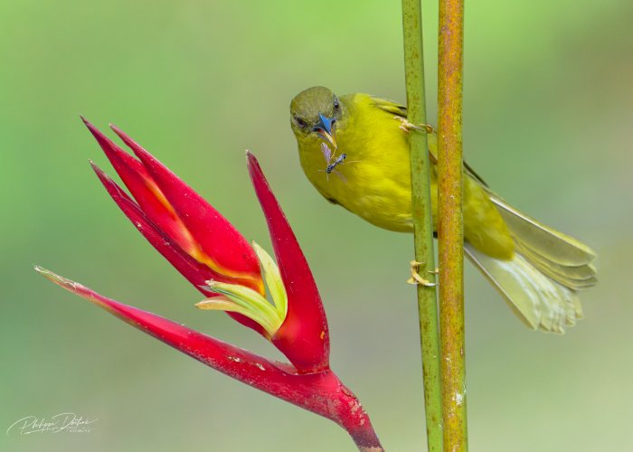 Olive-green tanager and insect