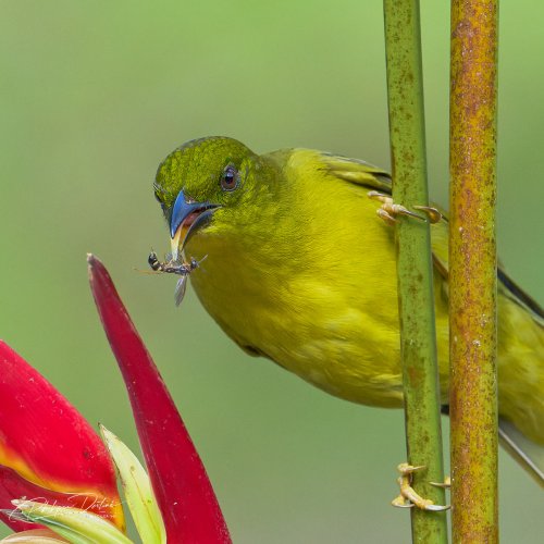 Olive-green tanager and insect