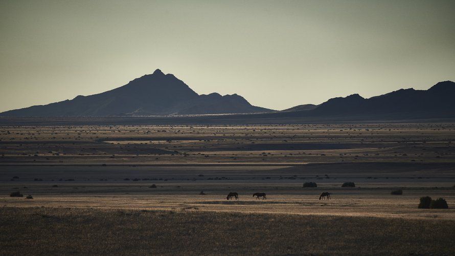 Sunset on the wild horses of the Namib