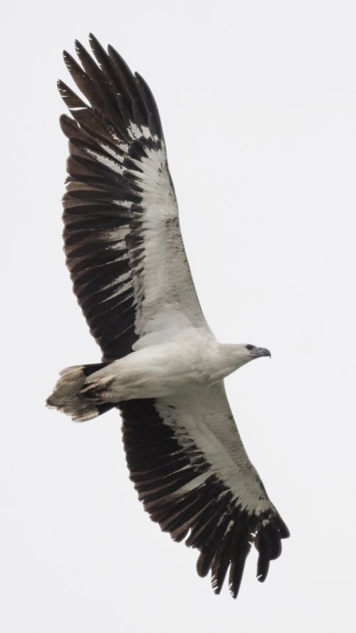 White-bellied sea eagle