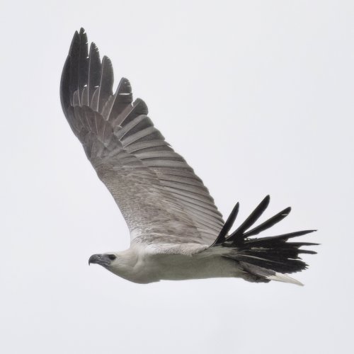 White-bellied sea eagle