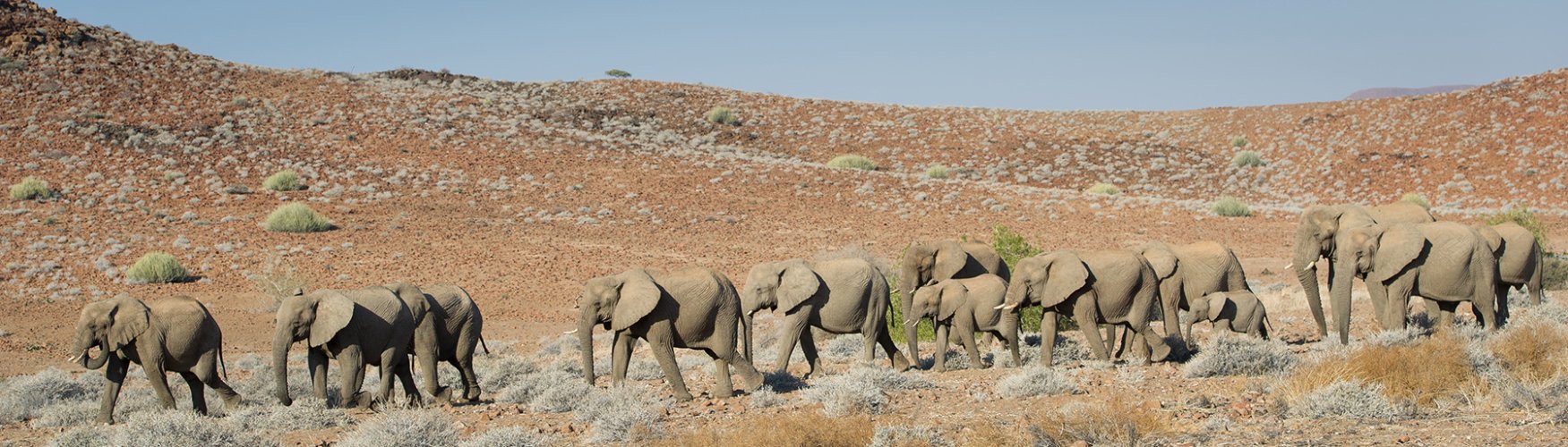 Desert elephants... 1, 2, 3,...