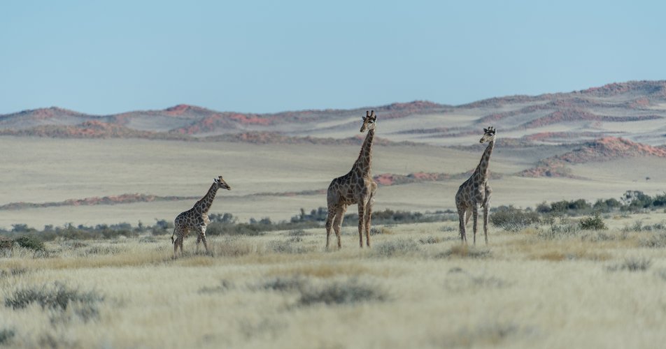 Giraffes... Come on, hurry up!