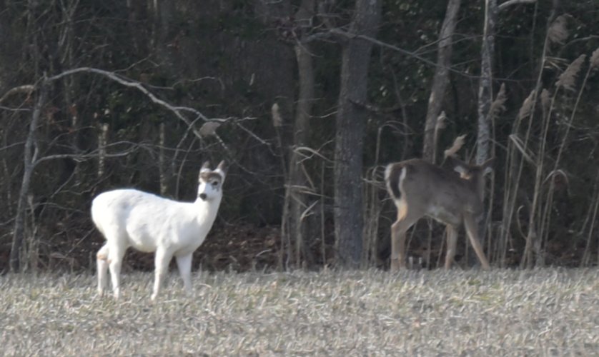 White Deer in Delaware