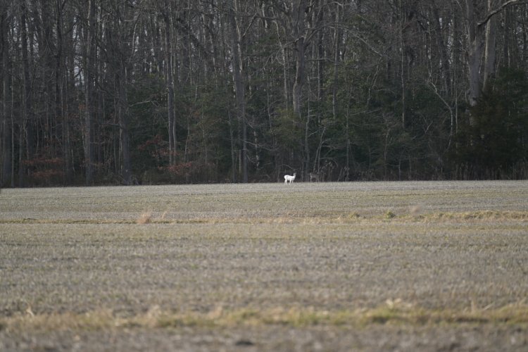 White Deer in Delaware