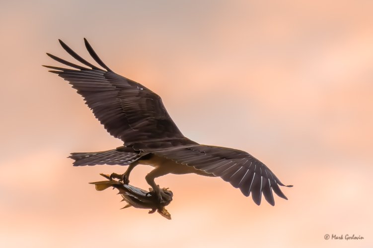 Osprey into sunset with a catch