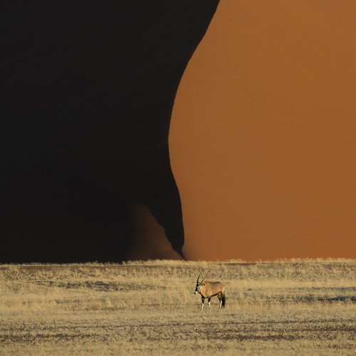 Oryx Gemsbok and dune