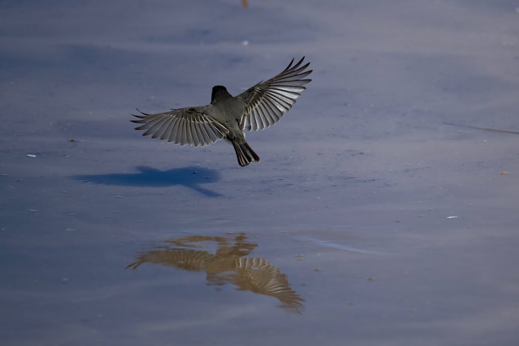 Black Phoebe | Reflection & Shadow @ Whitewater Draw