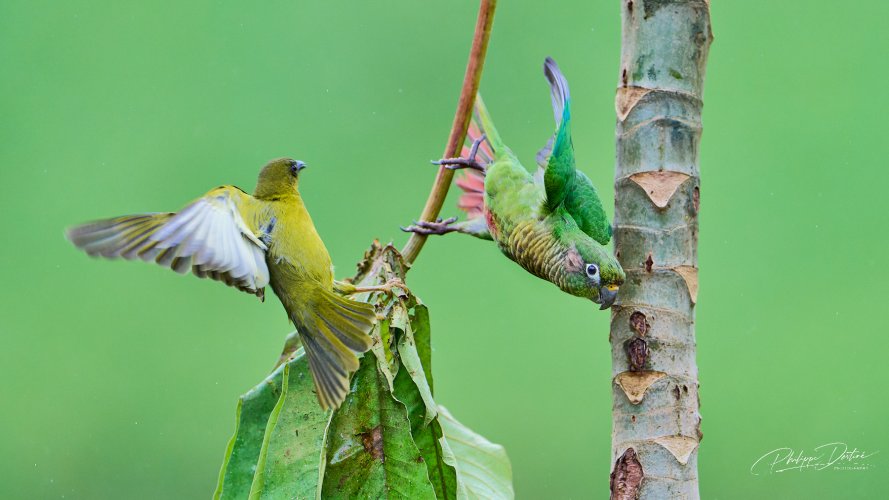Maroon-bellied parakeet take-off