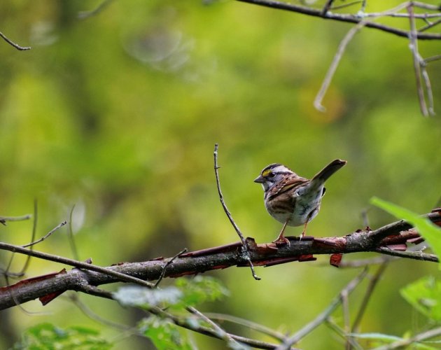 White-throated sparrow (PA, USA)