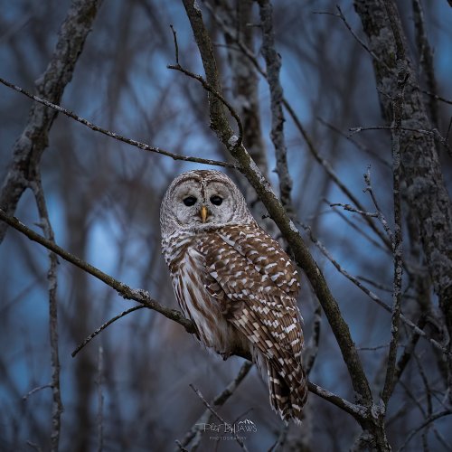 Barred owl late evening