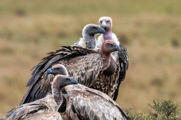 Whiteback vultures "Looking Every Which Way".....