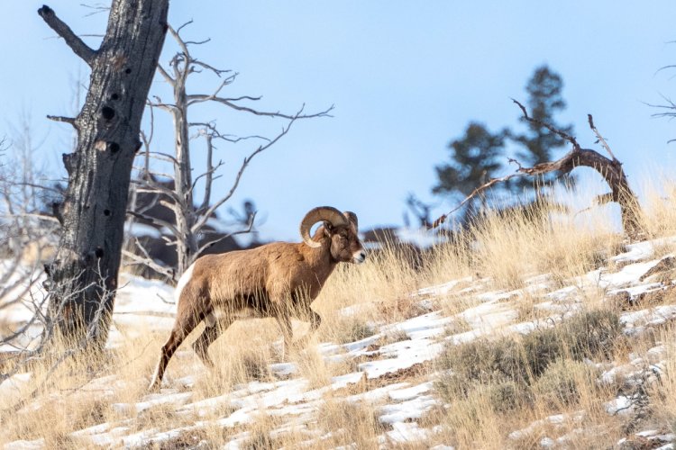 Big Horn Sheep in Shoshone Canyon. Wapati, Wyoming