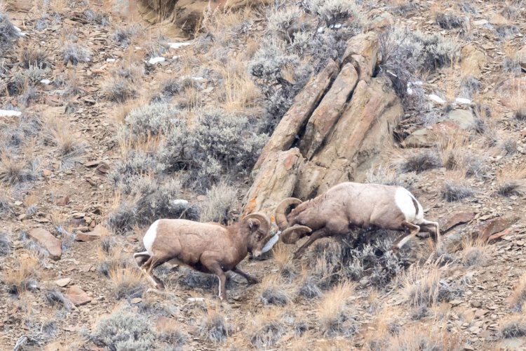 Big Horn Sheep in Shoshone Canyon. Wapati, Wyoming
