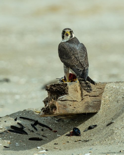 Peregrine Falcon just off our point jetty, this morning.