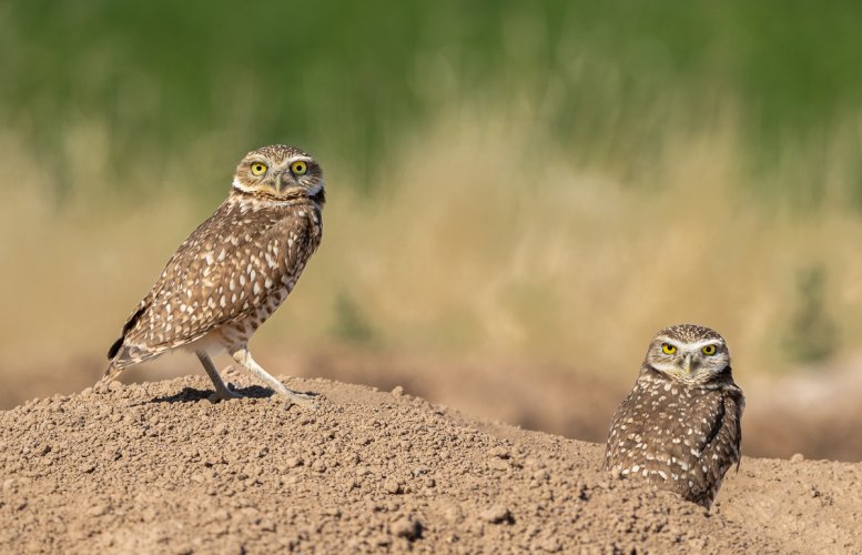 Burrowing Owl Pairs