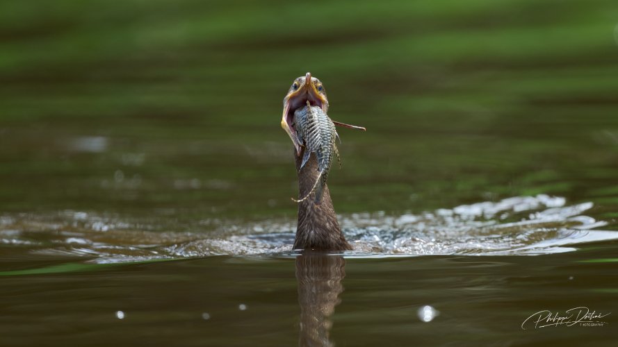 Cormorant and fish... ready to dive !