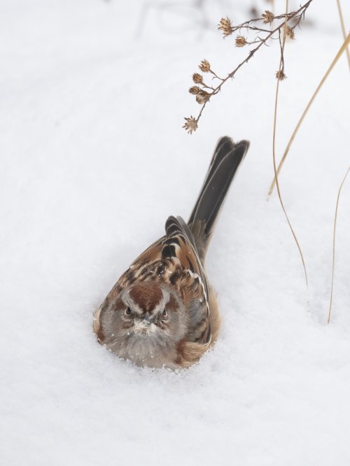 Winter sparrow