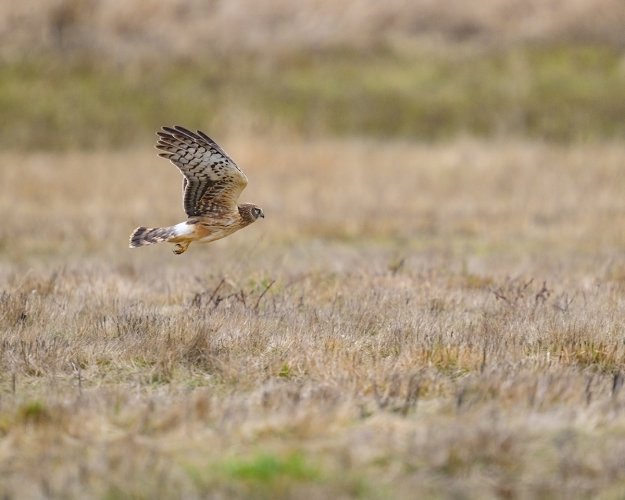Northern Harrier Hunting An Open Field