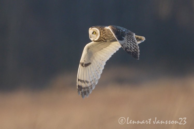 Short-eared Owl hunting at dusk outside Lund in Southern Sweden