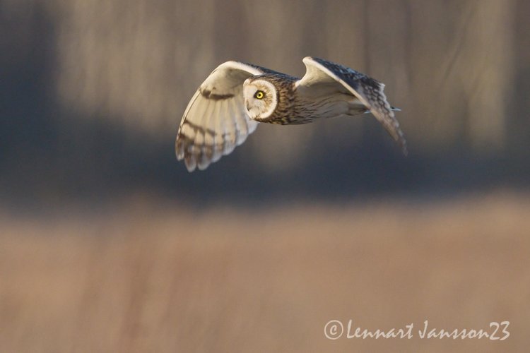 Short-eared Owl hunting at dusk outside Lund in Southern Sweden