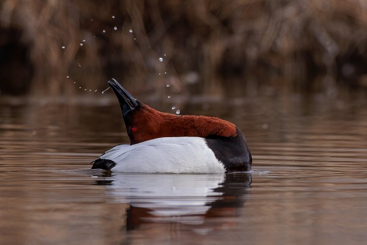 Canvasback Giving me a Show