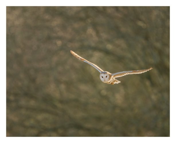 European Barn Owl (Tyto alba)