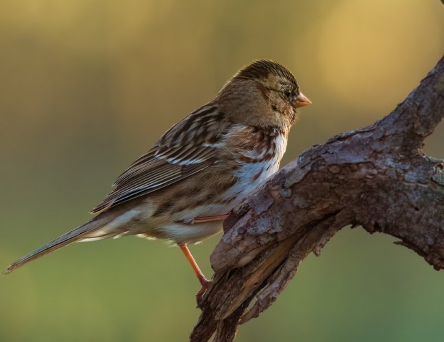 Sparrows at first light