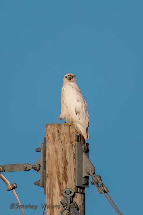 My best shot of our local Leucistic Hawk.
