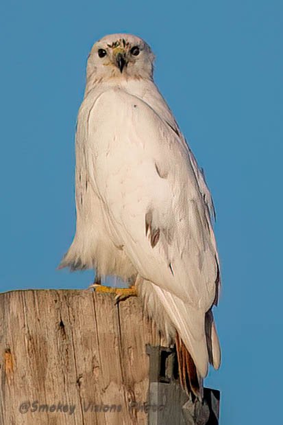My best shot of our local Leucistic Hawk.