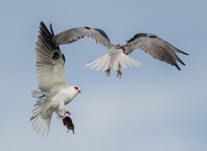 White tailed Kite food transfer