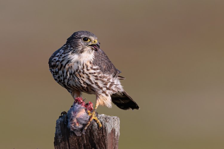 Merlin (Falcon) Feasting