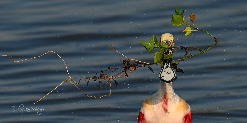 This Spoonbill Seems to be Proud of His Work.