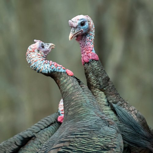 Turkey display and confrontations