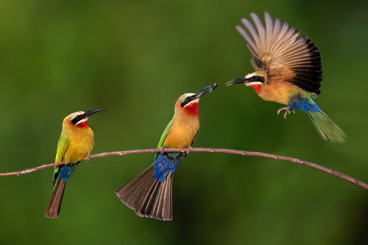 Bee Eater Bug Swapping